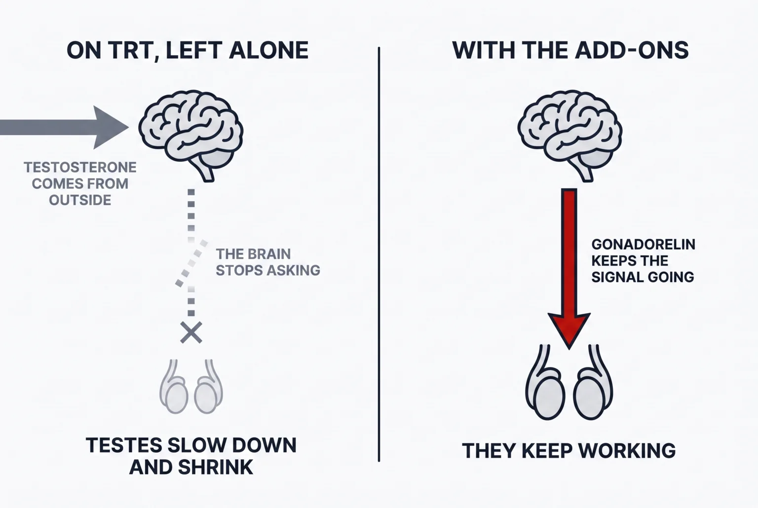 Body diagram of the brain-to-testes signal loop: testosterone from outside dims the internal signal, with gonadorelin keeping the signal, anastrozole controlling conversion and enclomiphene supporting your own production